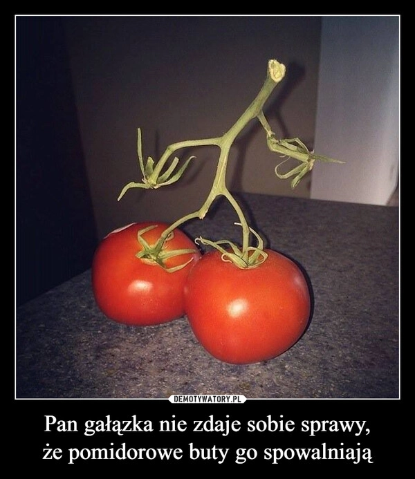 
    Pan gałązka nie zdaje sobie sprawy,
że pomidorowe buty go spowalniają