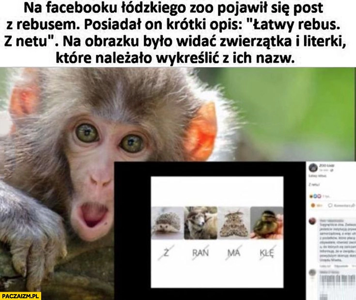 
    Na facebooku łódzkiego zoo pojawił się rebus jebać PiS