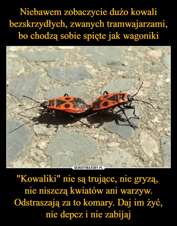 
    Niebawem zobaczycie dużo kowali bezskrzydłych, zwanych tramwajarzami, bo chodzą sobie spięte jak wagoniki "Kowaliki" nie są trujące, nie gryzą, 
nie niszczą kwiatów ani warzyw. Odstraszają za to komary. Daj im żyć, nie depcz i nie zabijaj