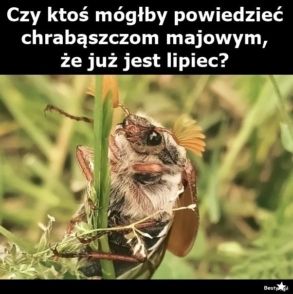 
    Chrabąszcze majowe 