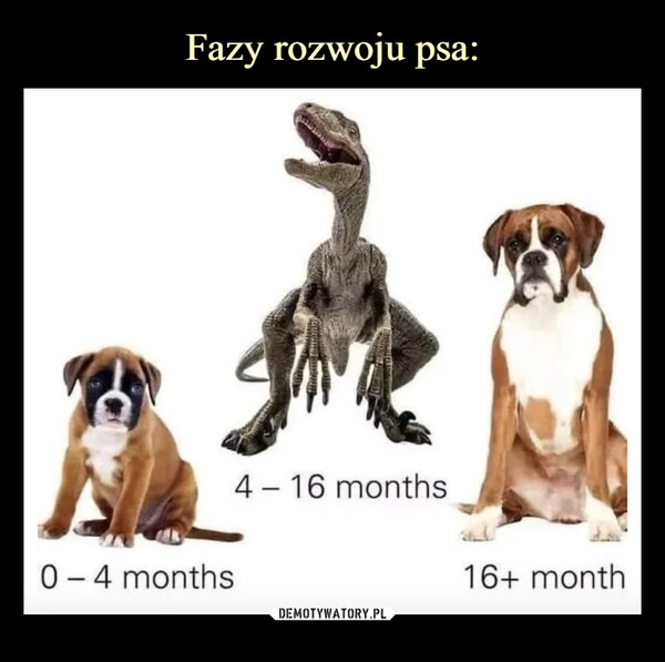 
    Fazy rozwoju psa: