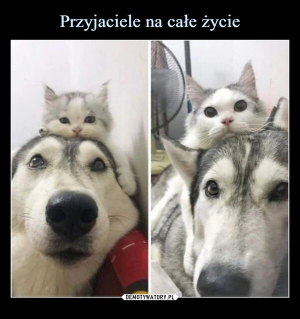 
    Przyjaciele na całe życie