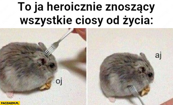 
    To ja heroicznie znoszący wszystkie ciosy od życia króliczek chomiczek