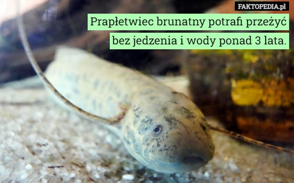 
    Prapłetwiec brunatny potrafi przeżyć
bez jedzenia i wody ponad 3 lata.