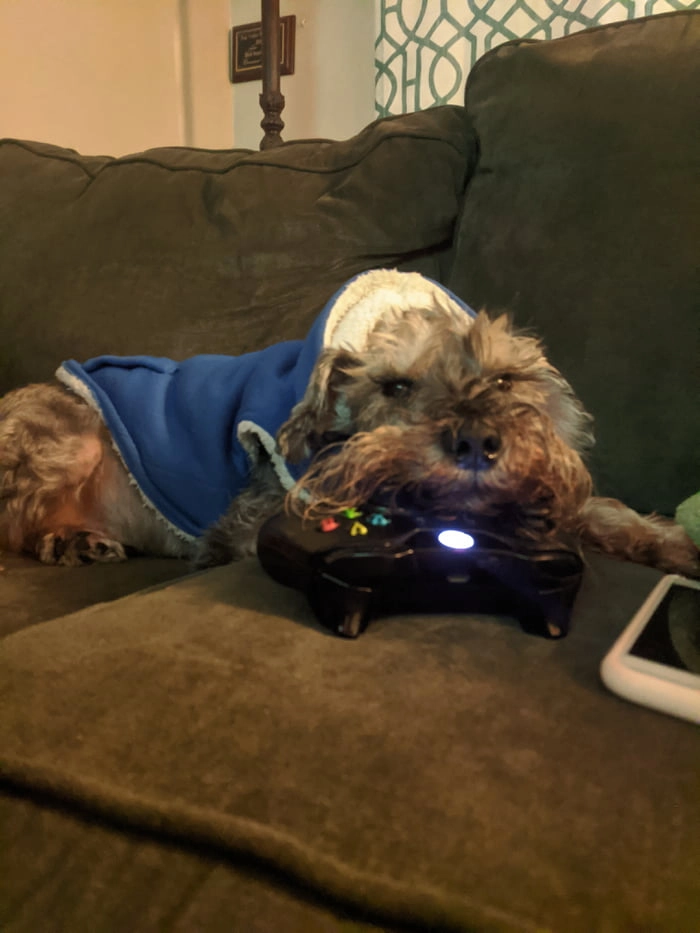 
    15 year old Smokey crossed the bridge today. If you have a sec, please let him know he was a good boy.