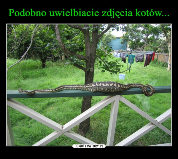 
    Podobno uwielbiacie zdjęcia kotów...