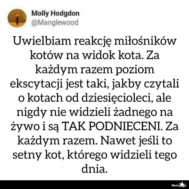 
    Miłośnicy kotów 