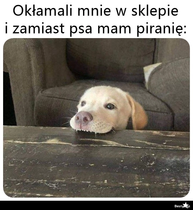 
    Co za oszustwo 