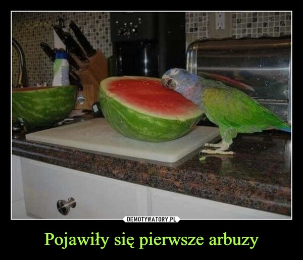 
    Pojawiły się pierwsze arbuzy