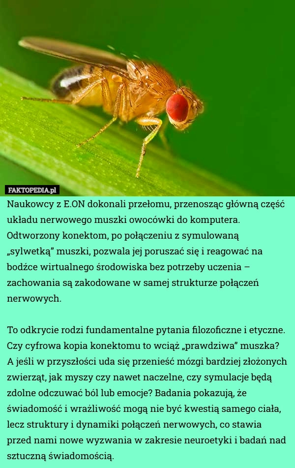 
    Naukowcy z E.ON dokonali przełomu, przenosząc główną część układu nerwowego