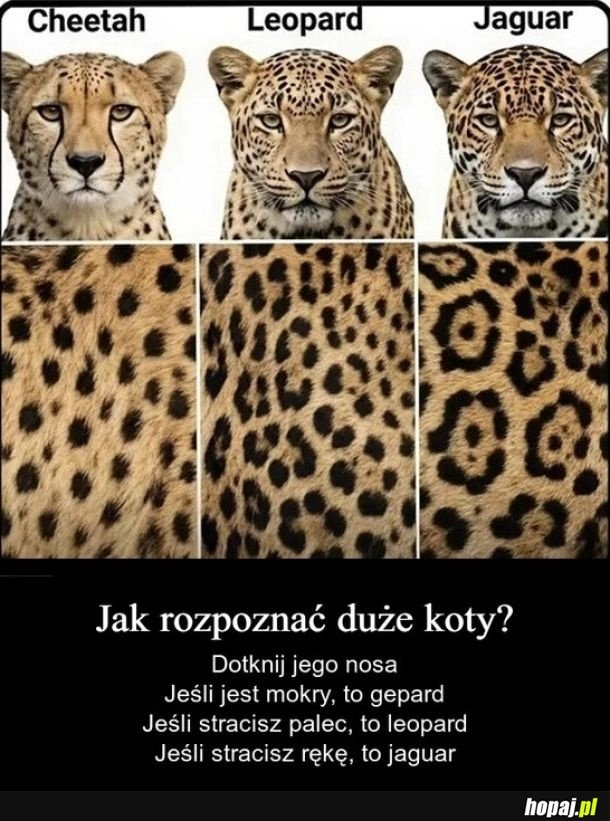 
    Porównanie...