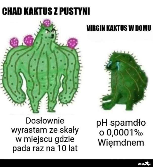 
    Kaktusy 