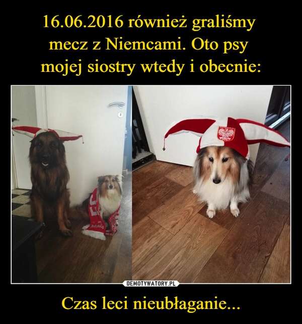 
    16.06.2016 również graliśmy 
mecz z Niemcami. Oto psy 
mojej siostry wtedy i obecnie: Czas leci nieubłaganie...