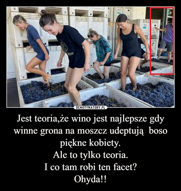 
    Jest teoria,że wino jest najlepsze gdy winne grona na moszcz udeptują  boso piękne kobiety.
Ale to tylko teoria.
I co tam robi ten facet?
Ohyda!!