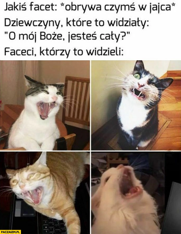 
    Jakiś facet obrywa czymś w jajca, dziewczyny: jesteś cały? Faceci którzy to widzieli koty