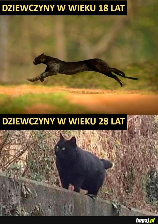 
    Dziewczyny