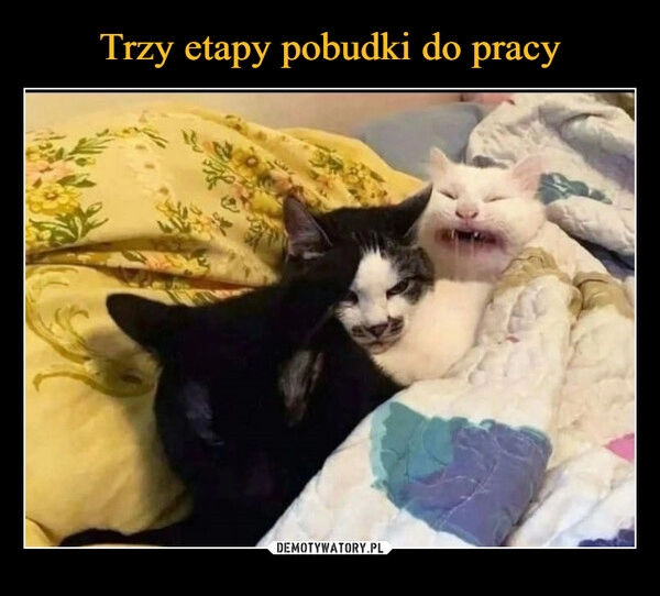 
    Trzy etapy pobudki do pracy