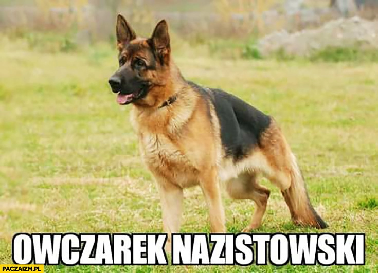 
    Owczarek nazistowski niemiecki