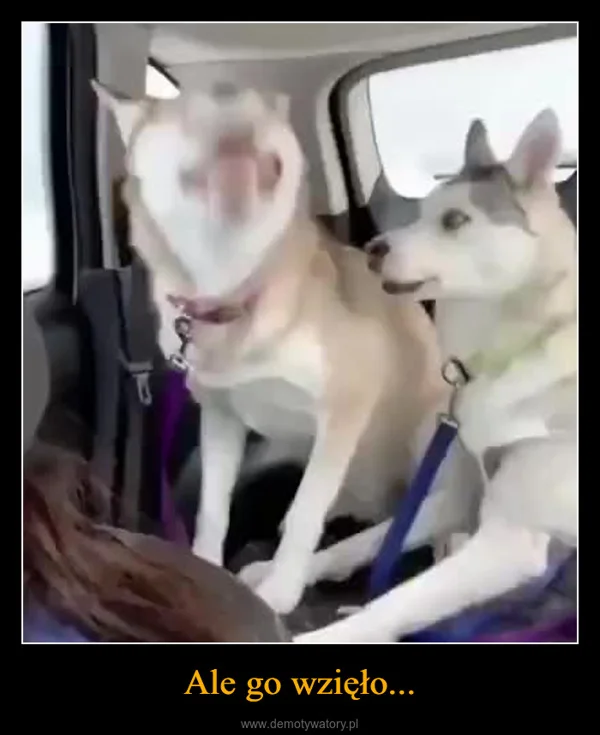 Ale go wzięło...