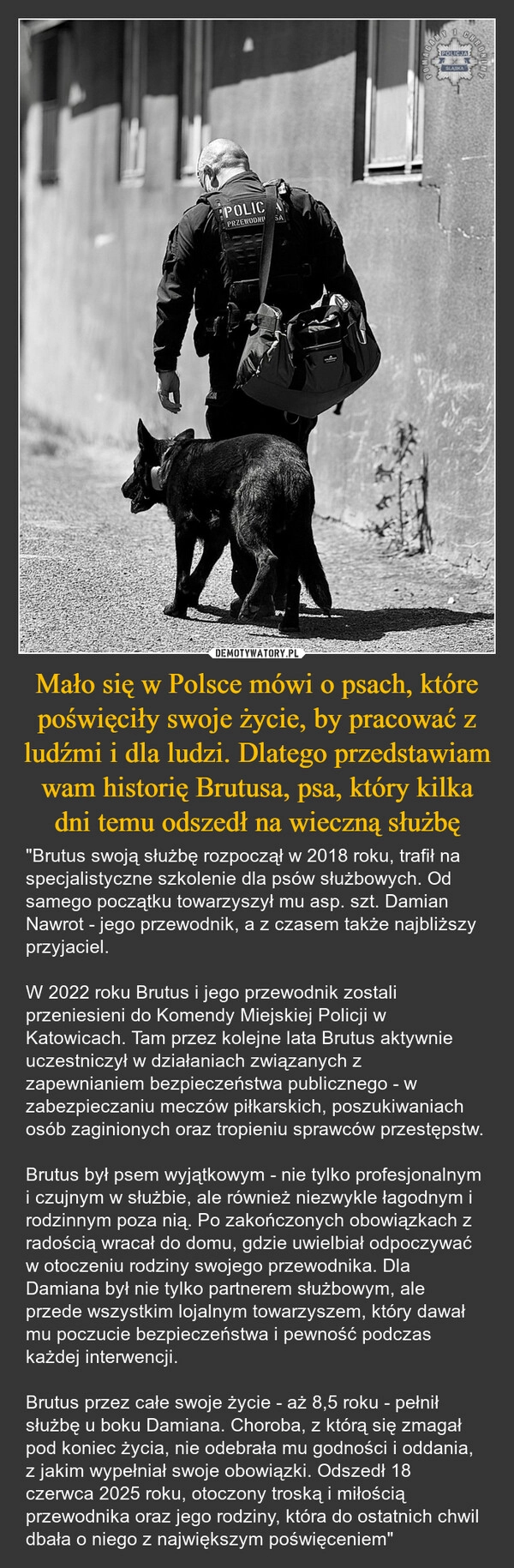 
    Mało się w Polsce mówi o psach, które poświęciły swoje życie, by pracować z ludźmi i dla ludzi. Dlatego przedstawiam wam historię Brutusa, psa, który kilka dni temu odszedł na wieczną służbę