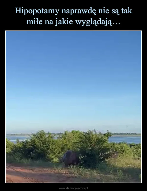
    Hipopotamy naprawdę nie są tak miłe na jakie wyglądają…