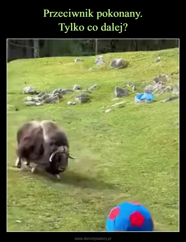 
    Przeciwnik pokonany. Tylko co dalej?