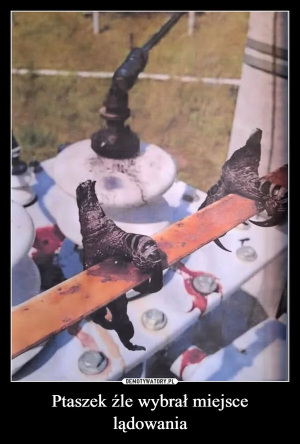 
    Ptaszek źle wybrał miejsce lądowania