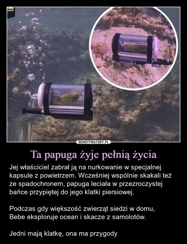 
    Ta papuga żyje pełnią życia