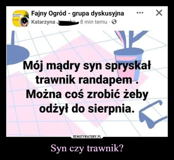 Syn czy trawnik?