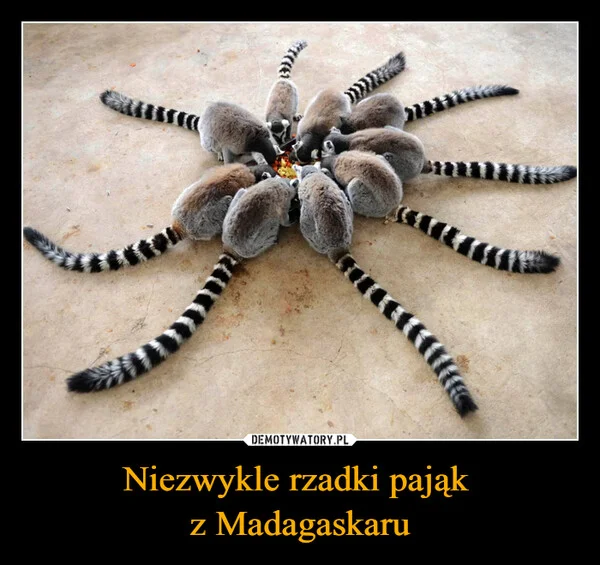 Niezwykle rzadki pająk z Madagaskaru
