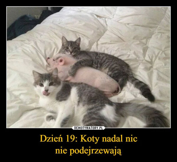 
    Dzień 19: Koty nadal nic nie podejrzewają