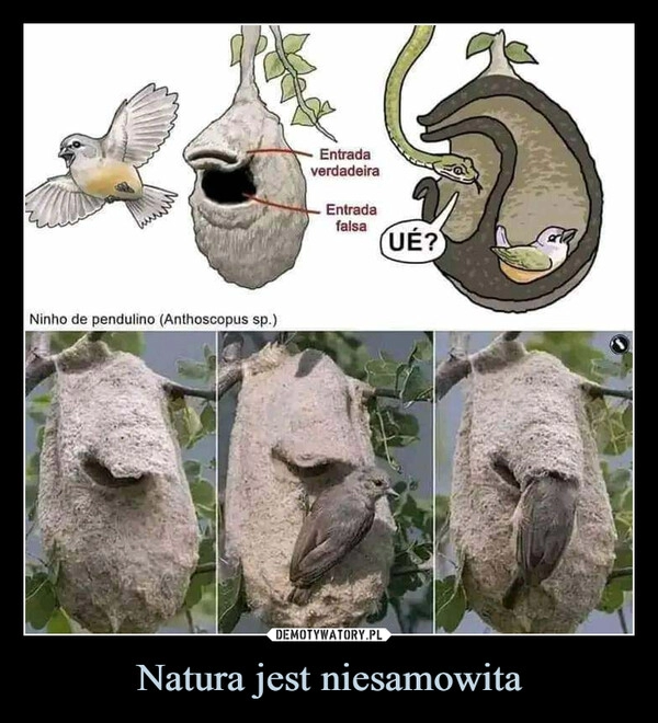 
    Natura jest niesamowita