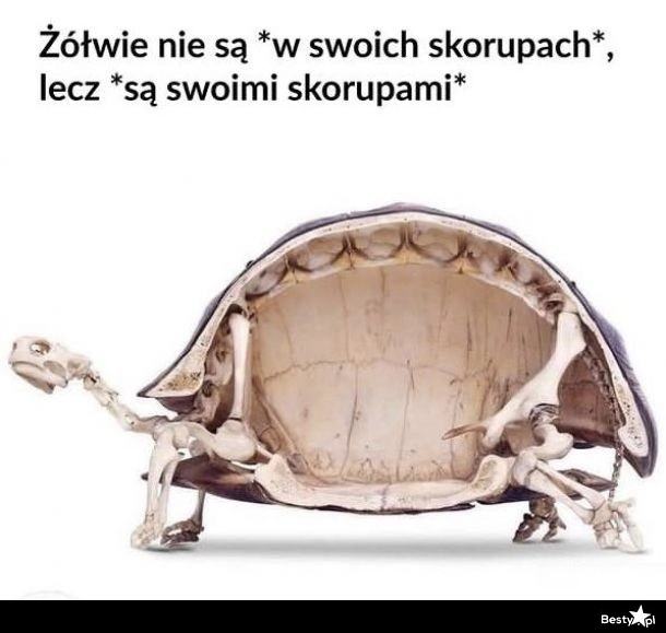 
    Żółwie 