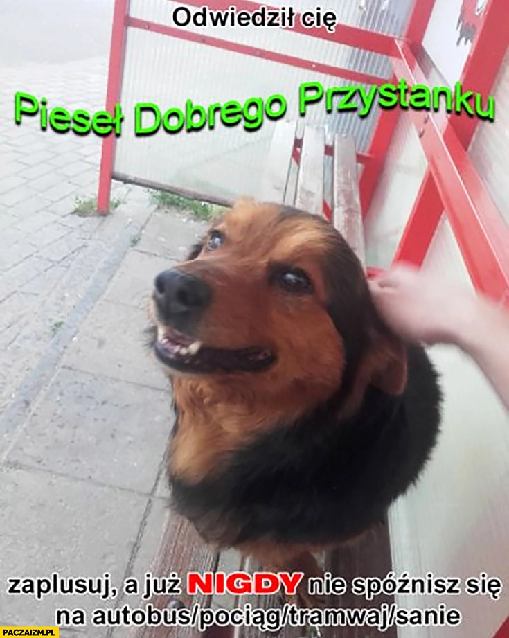 
    Odwiedził Cię pieseł dobrego przystanku zaplusuj a już nigdy nie spóźnisz się na autobus tramwaj pociąg