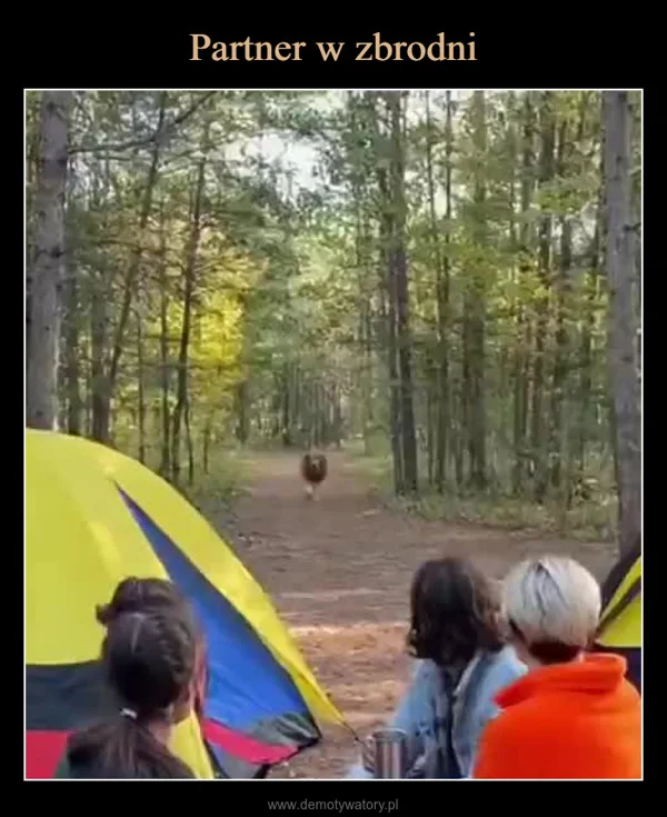 
    Partner w zbrodni