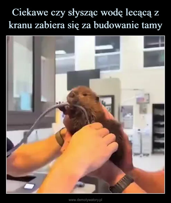 
    Ciekawe czy słysząc wodę lecącą z kranu zabiera się za budowanie tamy