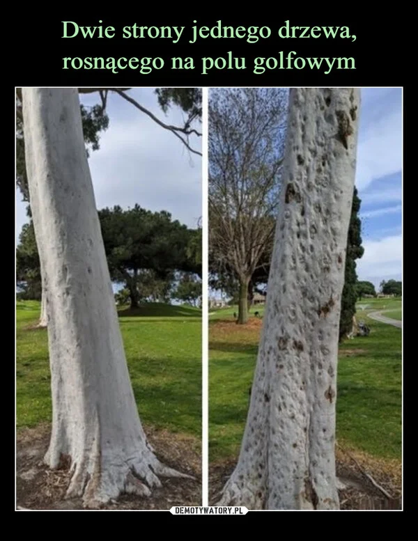 
    Dwie strony jednego drzewa, rosnącego na polu golfowym