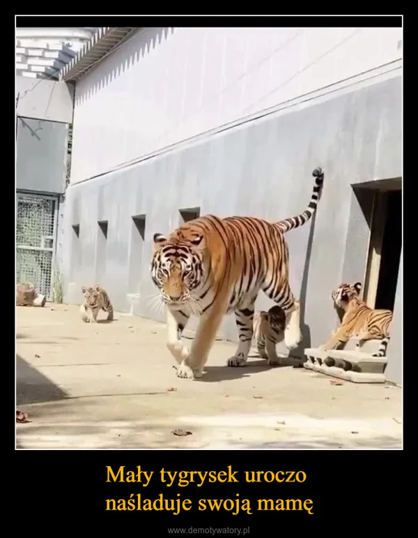 
    Mały tygrysek uroczo naśladuje swoją mamę