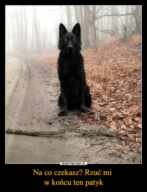 Na co czekasz? Rzuć mi w końcu ten patyk