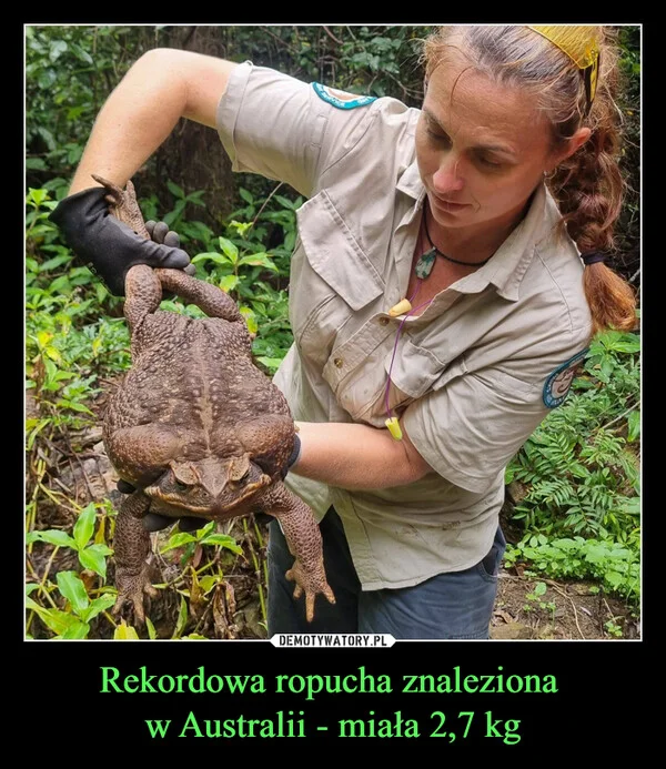 
    Rekordowa ropucha znaleziona w Australii - miała 2,7 kg
