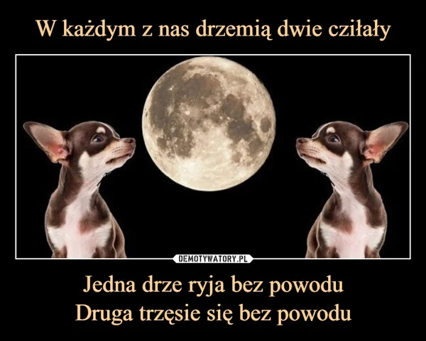 
    W każdym z nas drzemią dwie cziłały Jedna drze ryja bez powodu Druga trzęsie się bez powodu