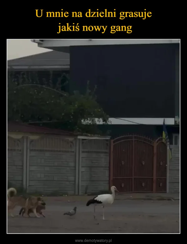U mnie na dzielni grasuje jakiś nowy gang