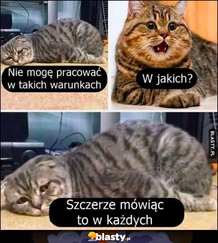 
    Kot: nie mogę pracować w takich warunkach, w jakich? Szczerze mówiąc to w każdych