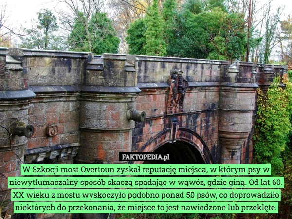 
    W Szkocji most Overtoun zyskał reputację miejsca, w którym psy w niewytłumaczalny