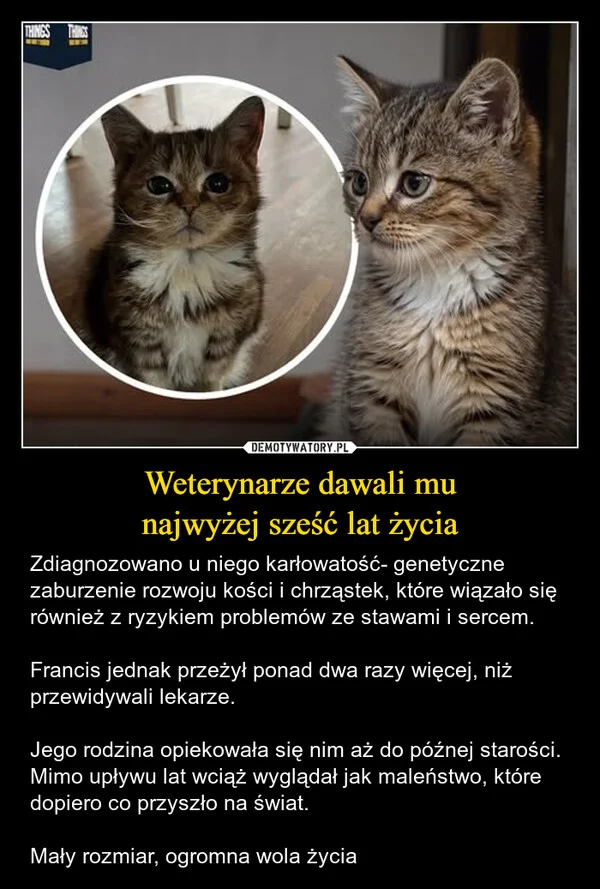 
    Weterynarze dawali mu najwyżej sześć lat życia