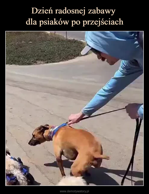 Dzień radosnej zabawy dla psiaków po przejściach