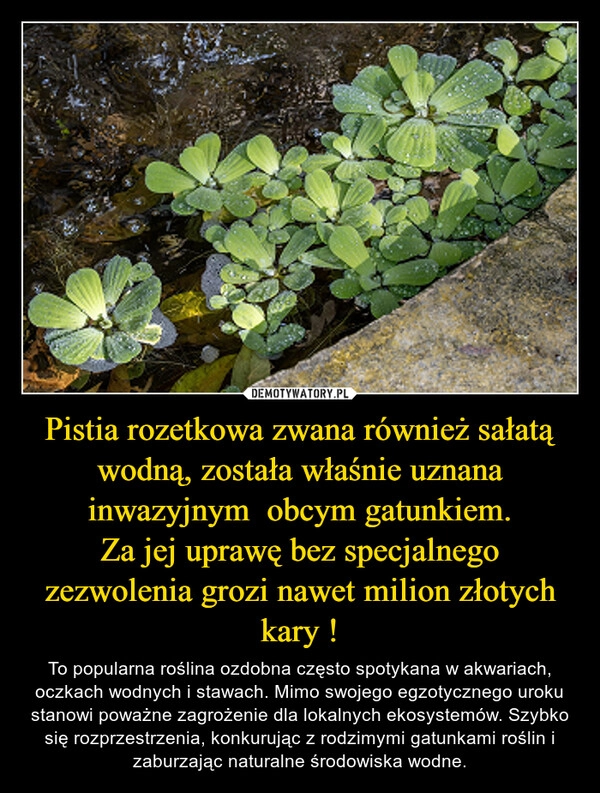 
    Pistia rozetkowa zwana również sałatą wodną, została właśnie uznana inwazyjnym  obcym gatunkiem.
Za jej uprawę bez specjalnego zezwolenia grozi nawet milion złotych kary !