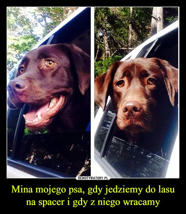 
    Mina mojego psa, gdy jedziemy do lasu na spacer i gdy z niego wracamy