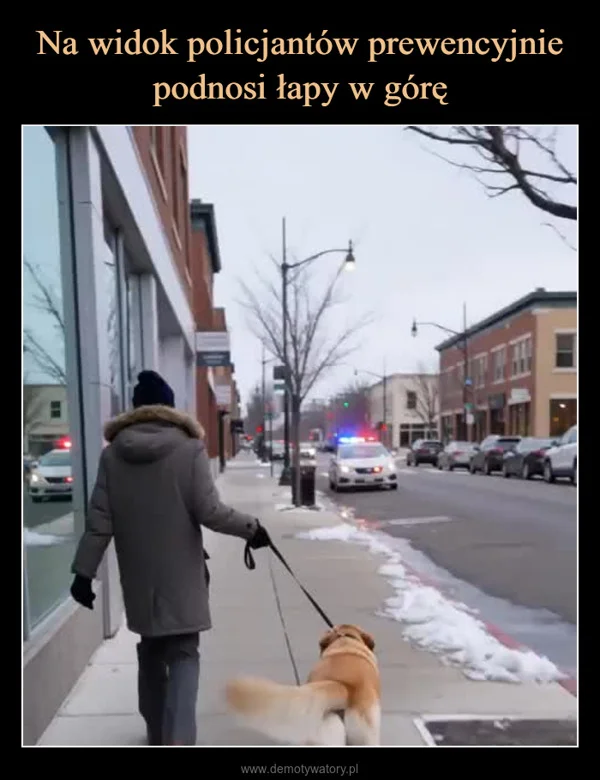 
    Na widok policjantów prewencyjnie podnosi łapy w górę