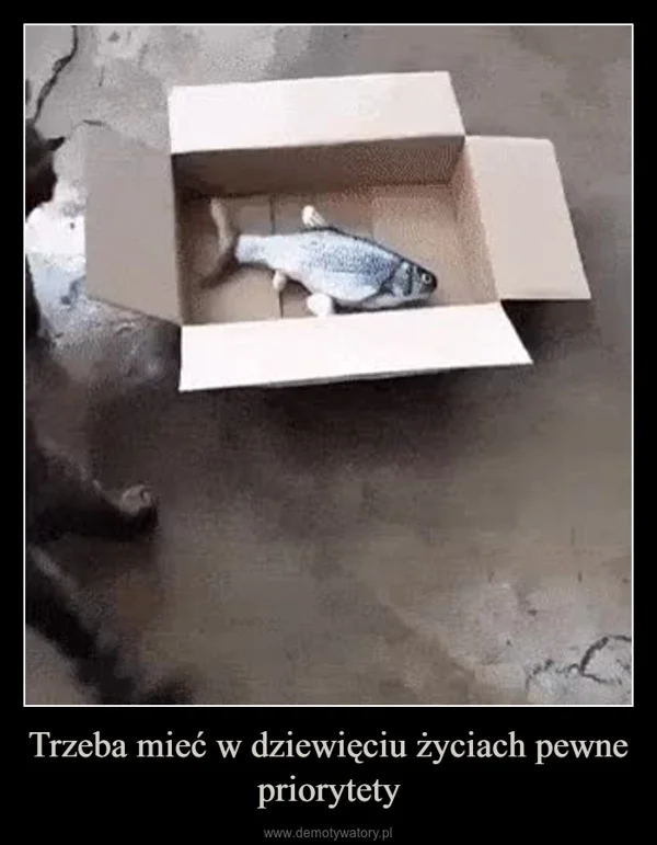 
    Trzeba mieć w dziewięciu życiach pewne priorytety